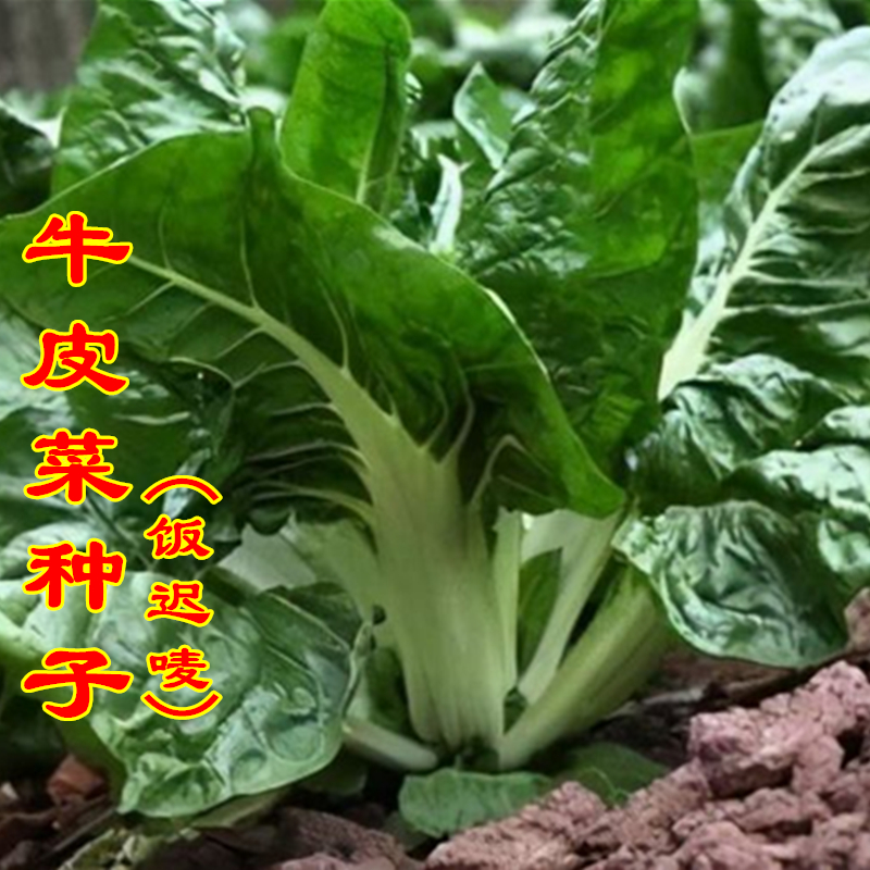 大叶白梗牛皮菜种子根达菜猪乸菜饭迟唛厚皮菜春秋庭院盆栽种孑籽