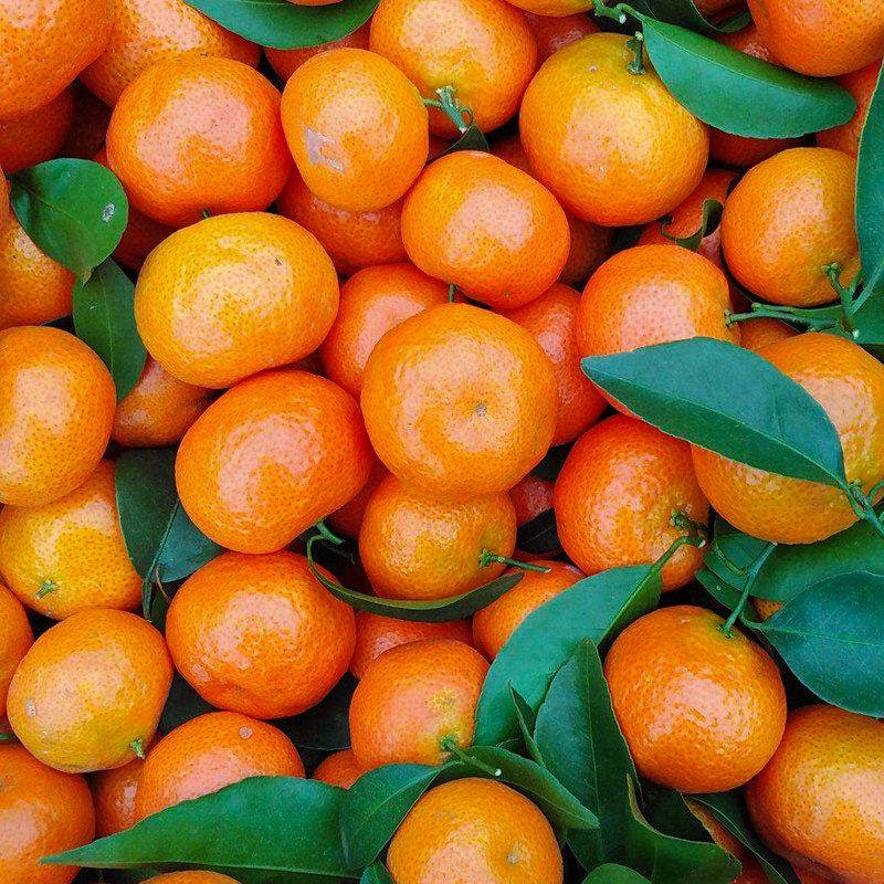 橘子桔子沙糖桔砂糖橘新鲜10小蜜橘5斤正宗广西当季整箱包邮