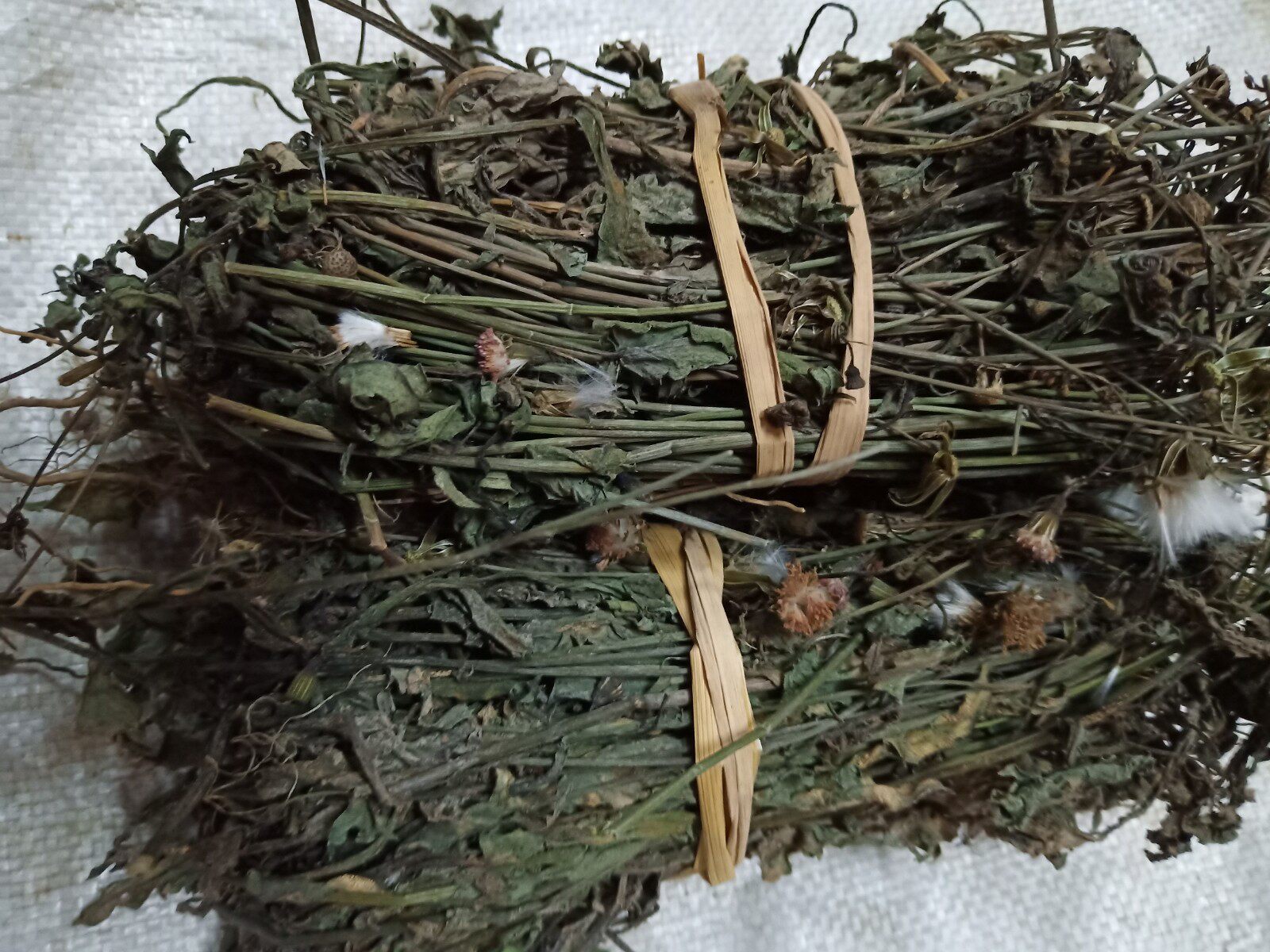 梅州山区野生一点红,红背草,红头草,羊蹄草,叶下红500克包邮