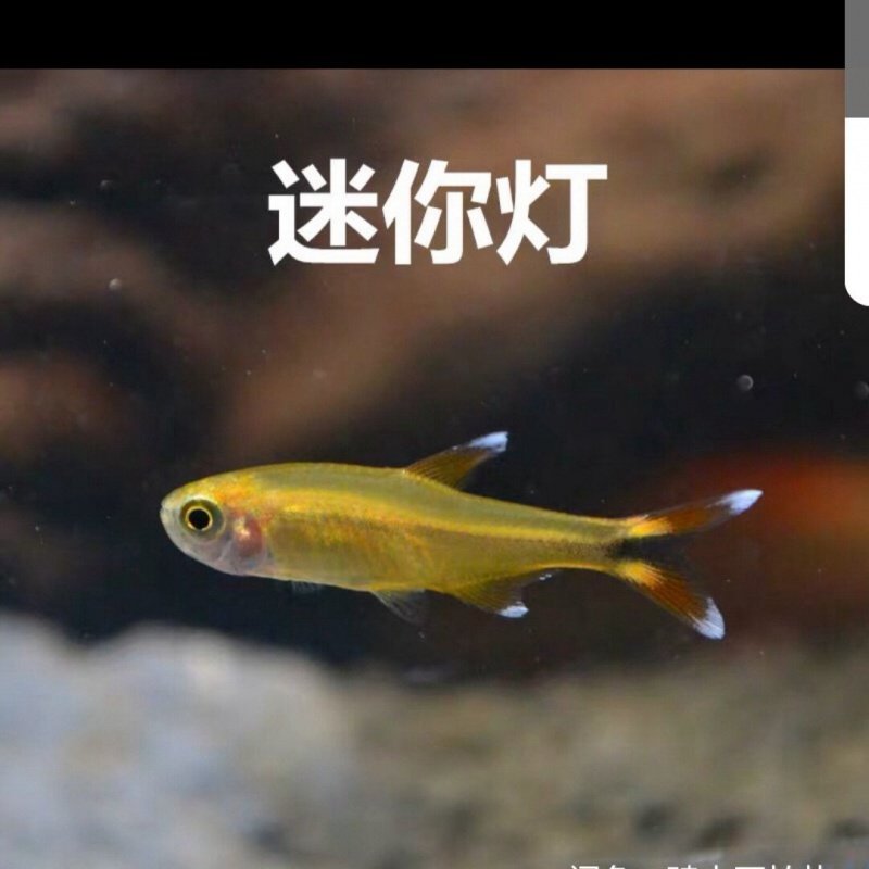 三角灯鱼活体红绿灯迷你灯灯科鱼