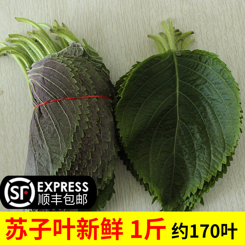 苏子叶新鲜食用包饭鲜包邮韩国烤肉紫苏叶500g青菜紫苏新鲜蔬菜|msdalam kategori daging perikanan/Buah-buahan segar dan sayur-sayuran/dimasak, sayur-sayuran segar/Vegetable Products, sayur-sayuran segar, lain - dari Buy2taobao.com untuk memberikan perkhidmatan ejen Taobao profesional membeli