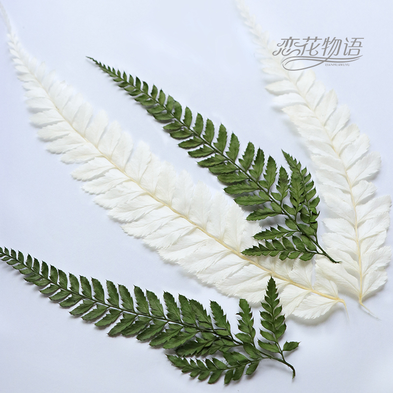 恋花物语永生花配材蕨类叶子绿蕨白蕨diy花盒搭配叶材3片装真叶子在类目 鲜花速递/花卉仿真/绿植园艺, 永生花/干花, 永生花中 - 来自Buy2taobao.com提供专业的淘宝代购服务