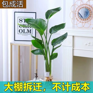 天堂鸟水培植物鹤望兰盆栽大型绿植室内花卉水养四季常青净化空气