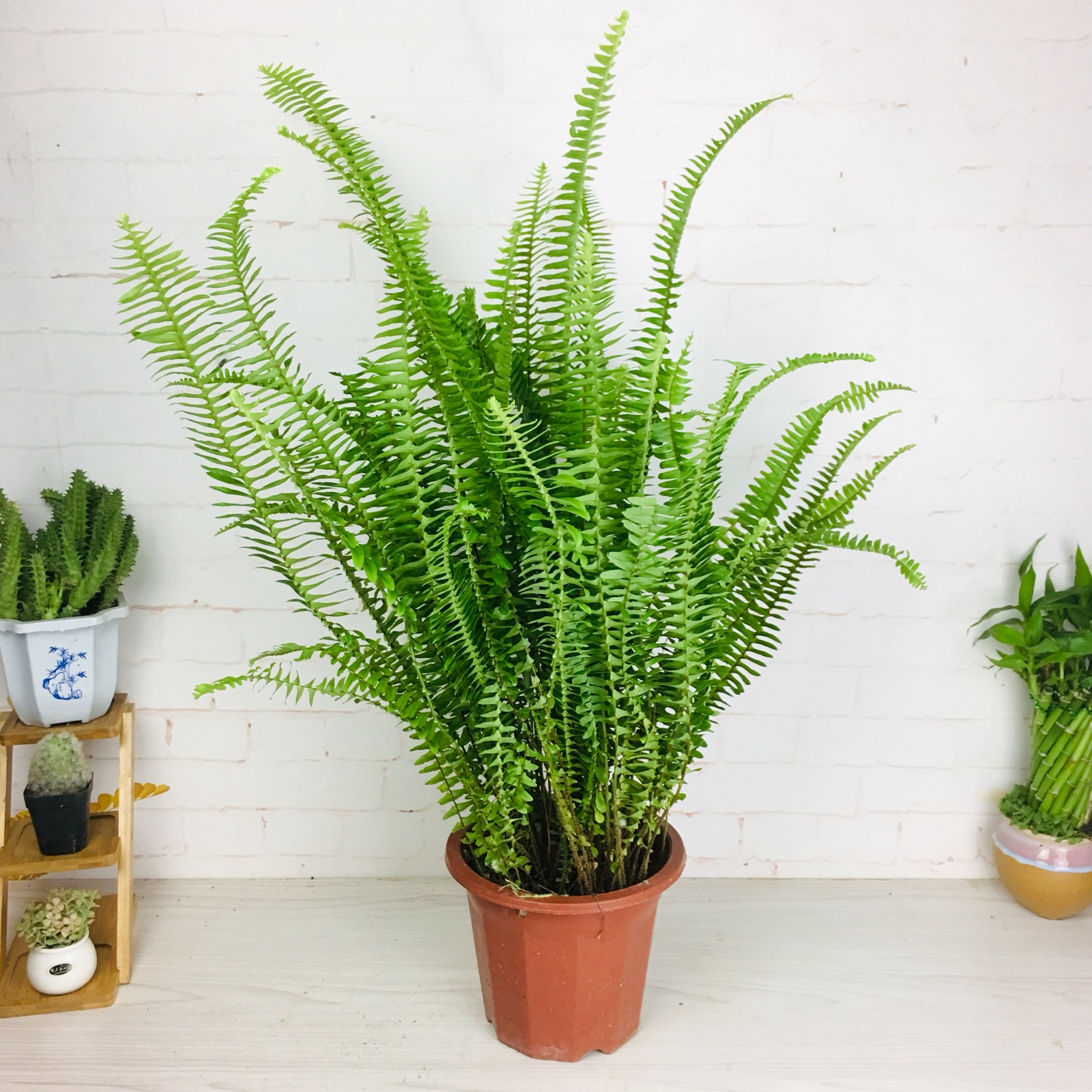 波斯顿蕨排骨草盆栽铁线蕨吸甲醇净化空气室内阳台庭院植物盆景