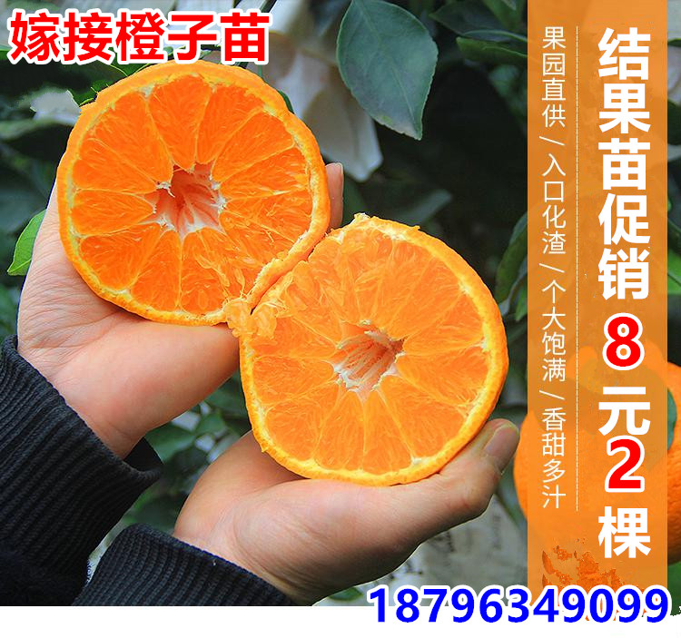 果树苗橙子树苗嫁接盆栽地栽赣南脐橙红心血橙当年结果桔子苗柚子在类目 鲜花速递/花卉仿真/绿植园艺, 花园植物/行道树/果树, 果树中 - 来自Buy2taobao.com提供专业的淘宝代购服务