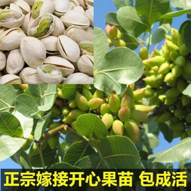 新款开心果绿仁嫁接改良水果树苗樱桃盆栽室内庭院南北方四季种植