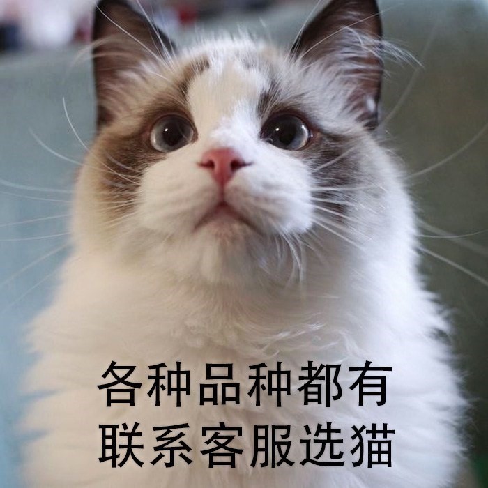狗活幼体宠物猫咪活体动物小奶猫幼猫活体家养英美短毛折耳橘猫活在类目 宠物/宠物食品及用品, 兔类及其用品, 兔中 - 来自Buy2taobao.com提供专业的淘宝代购服务