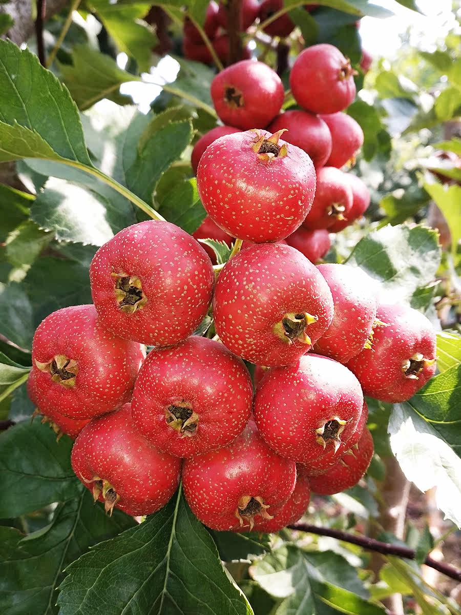 特价山楂片 5斤装 特级_2019年新鲜绛县山楂现季特级水果散装生山渣