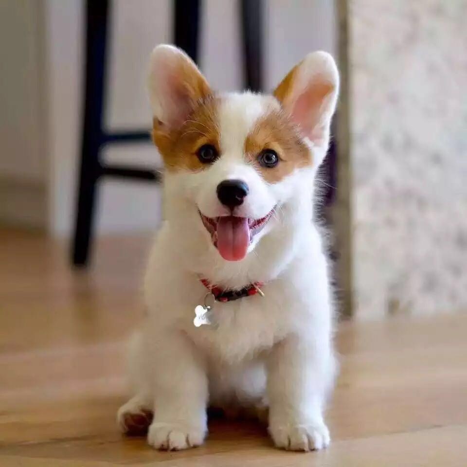 狗狗活幼体宠物幼犬真狗活物小型活犬动物纯种柯基小狗宠物狗活的|ruв категории животное/Животное питание и принадлежностей, зайцеобразные и принадлежностей, кролик - от Buy2taobao.com для оказания профессиональной услуги покупки агента Taobao