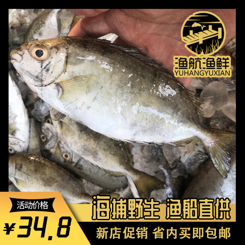 汕头海门本港海捕海鲜当天捕捞新鲜水产海鱼黄提苦提鱼秋叶泥猛鱼