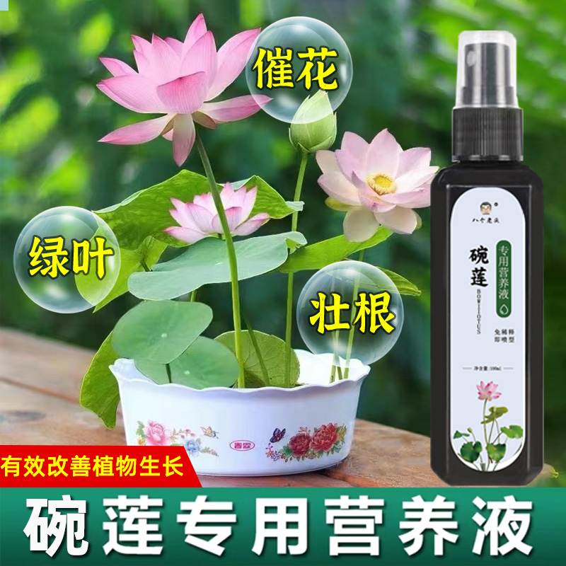 八个老头碗莲专用营养液荷花睡莲养花