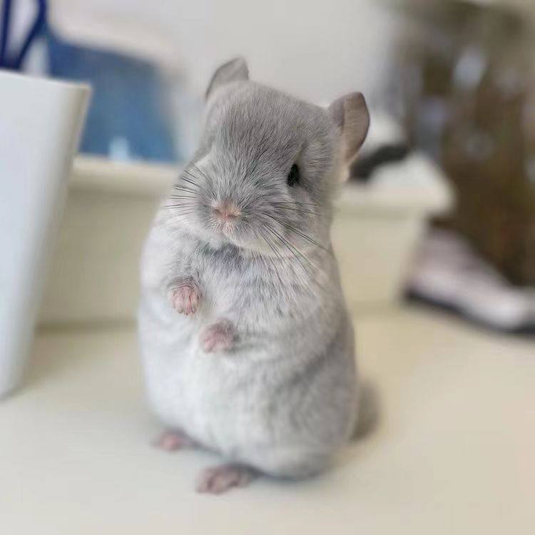 龙猫活体幼崽优惠专场