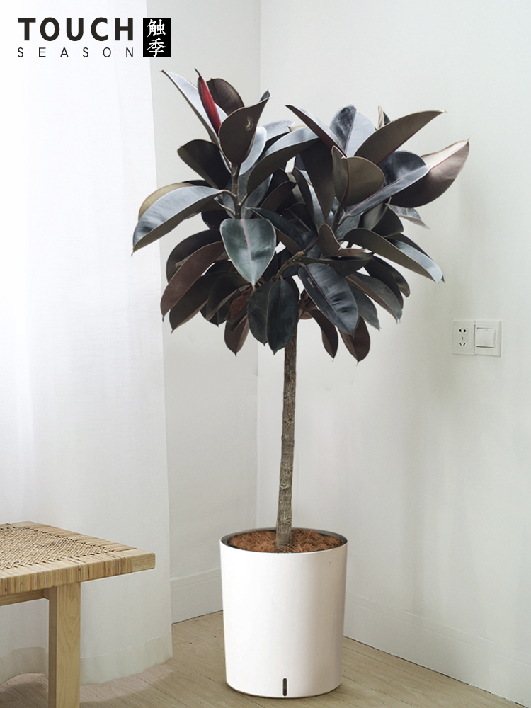 橡皮树黑金刚盆栽防辐射植物室内北欧耐阴大叶四季常青吸甲醛绿植