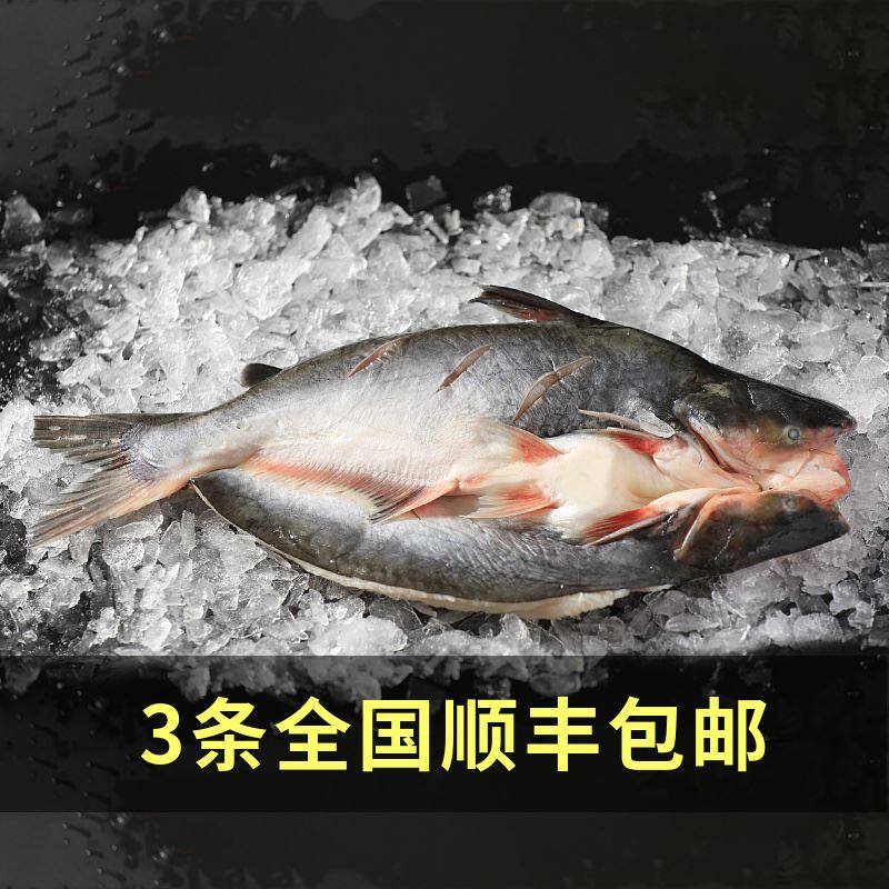 2022新货新鲜整条巴沙鱼活鱼开背湄公鱼整条烤鱼海鲜鲜活凌波无刺