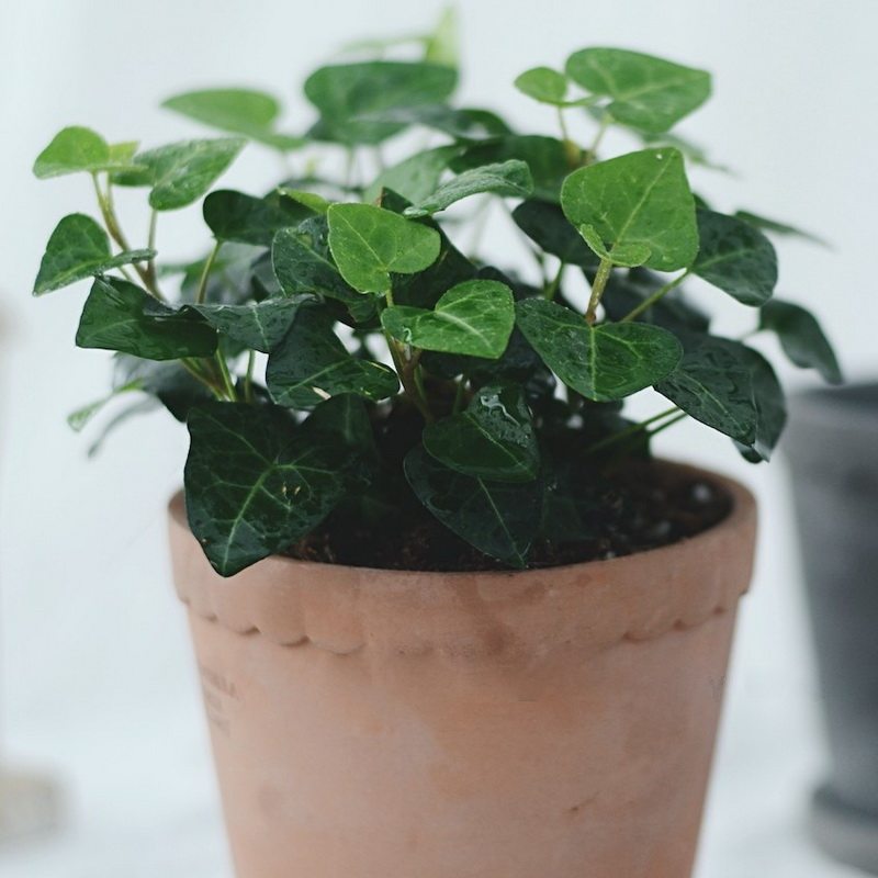 常春藤心叶阳台植物喜阴室内吸甲醛净化空气庭院耐寒绿植茗阳园艺