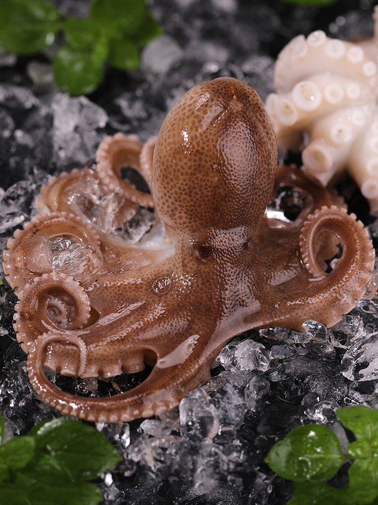 特价小八爪鱼鲜活500_2022新品大连新鲜小八爪鱼 迷你小章鱼 鲜活冷冻