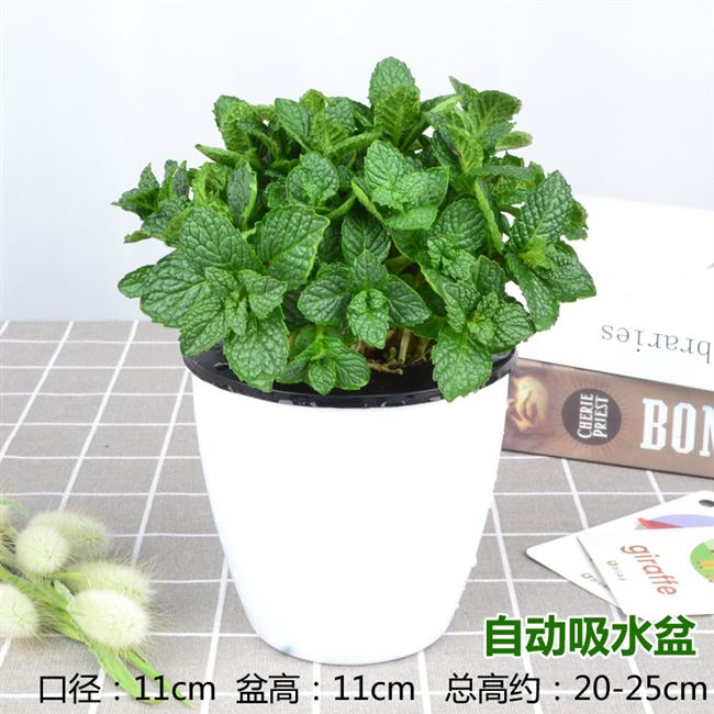 正宗河南石香草十香菜重庆鱼香菜草狗肉香盆栽可食用新鲜叶苗