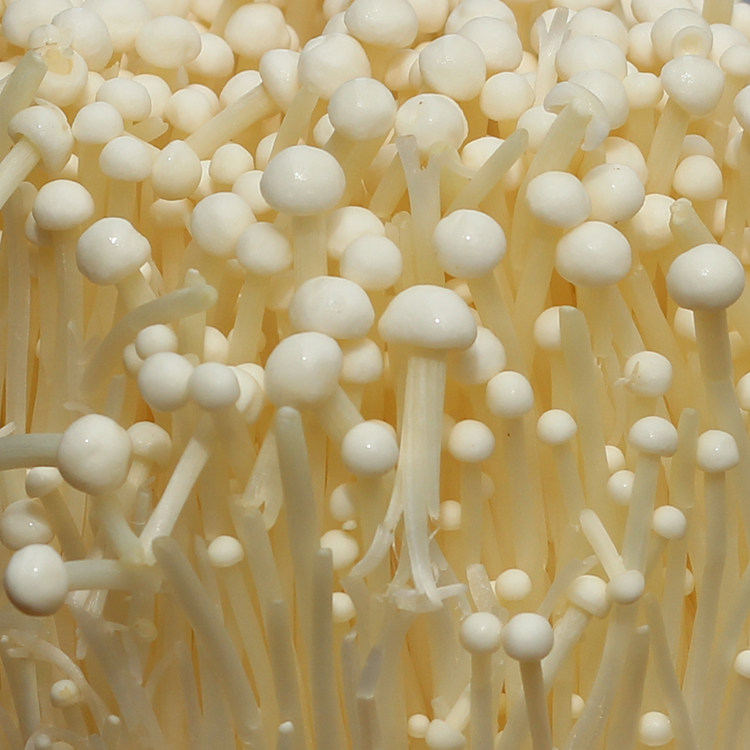 金针菇新鲜蔬菜