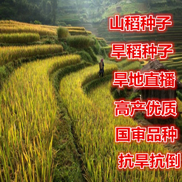 山稻种子水稻种子旱稻种子优质高产圆粒稻谷种子品种亩产高达千斤