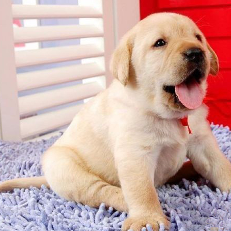 拉布拉多幼犬活体家养宠物狗狗中型犬纯种赛级家养宠物狗温顺聪明在类目 宠物/宠物食品及用品, 狗狗中 - 来自Buy2taobao.com提供专业的淘宝代购服务
