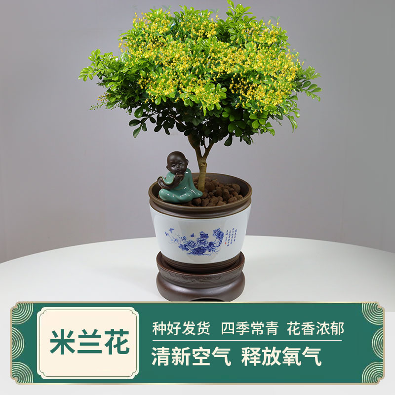 米兰花盆栽室内花卉植物浓香四季开花