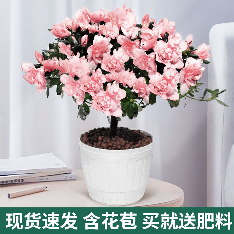 杜鹃花盆栽带花苞四季开花大颗苗观花