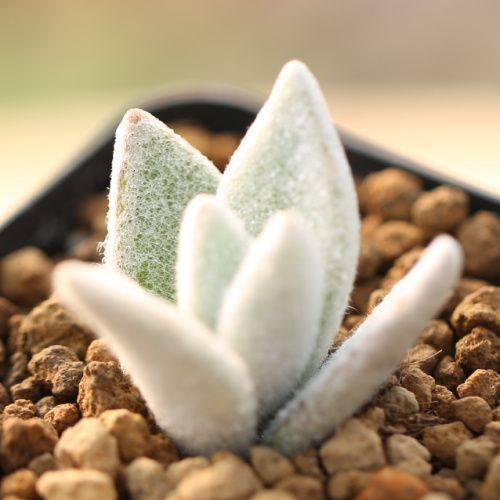 首页 下载app                          多肉植物福兔耳白毛兔耳防