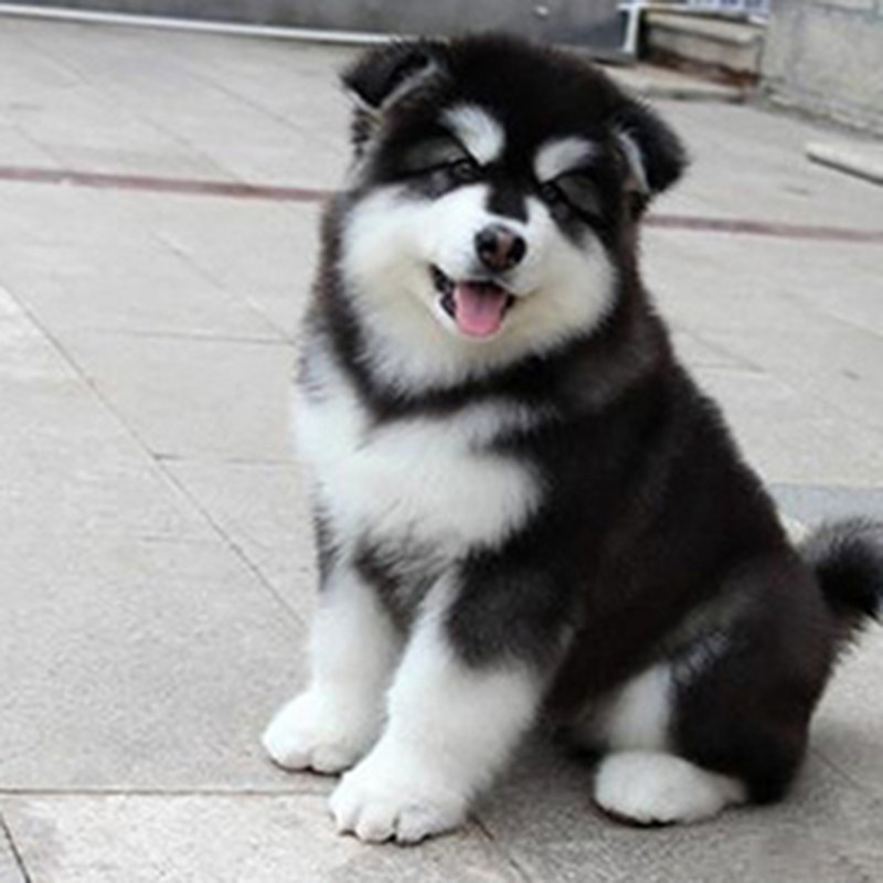 活体狗狗 幼犬 巨型_纯种阿拉斯加犬活体幼犬狗狗雪橇犬巨型阿拉斯加
