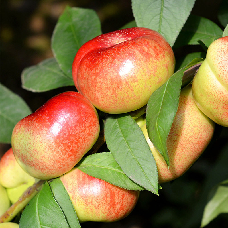 优度新鲜油蟠桃5斤 陕西大荔精装油蟠桃纽扣桃新鲜当季孕妇水果