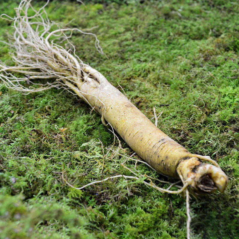 长白山鲜人参50g东北吉林鲜人叁活苗250克煲汤泡酒新鲜带土小人参