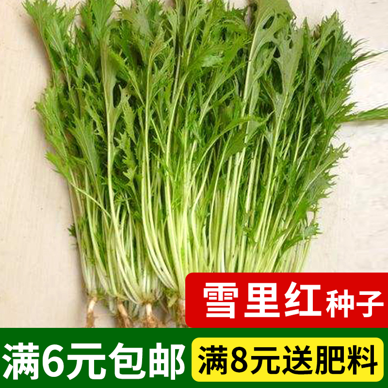 雪里蕻小叶雪里红种子雪菜金丝芥菜咸菜四季青菜蔬菜种子孑籽