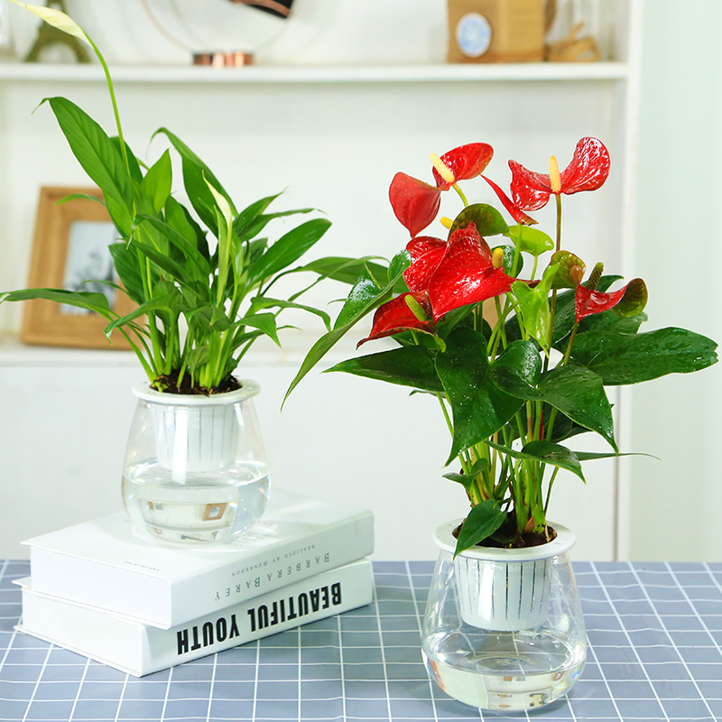 红掌绿植室内植物盆栽花卉观花自吸常年开花水培白掌一帆风顺多株