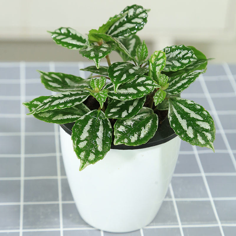 冷水花 冰水花盆栽 办公室客厅室内喜阴厨房净化空气吸油烟去甲醛