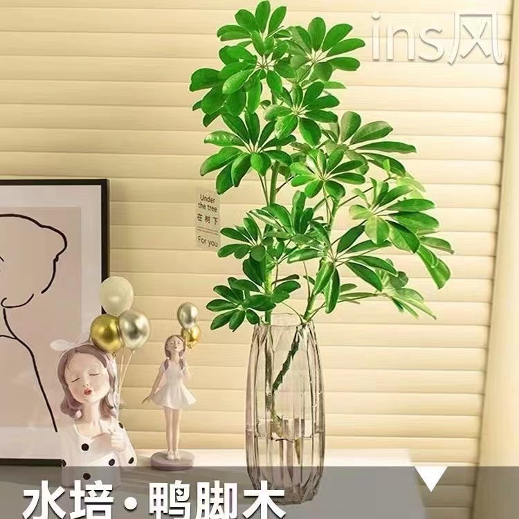 鸭脚木盆栽水培植物七叶莲水养花卉绿