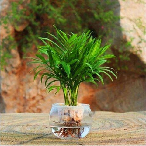 水培散尾葵盆栽植物凤尾竹绿植富贵竹驱蚊竹盆栽袖珍椰子富贵椰子