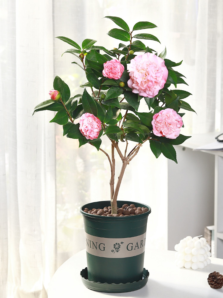 香妃茶花树苗盆栽浓香型四季庭院室内室外耐寒秋冬绿植花卉带花苞