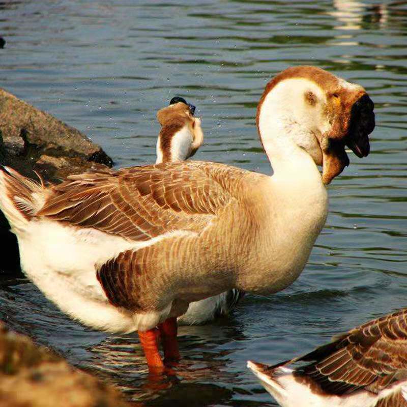 大体型大品种灰狮头鹅鹅苗受精种蛋