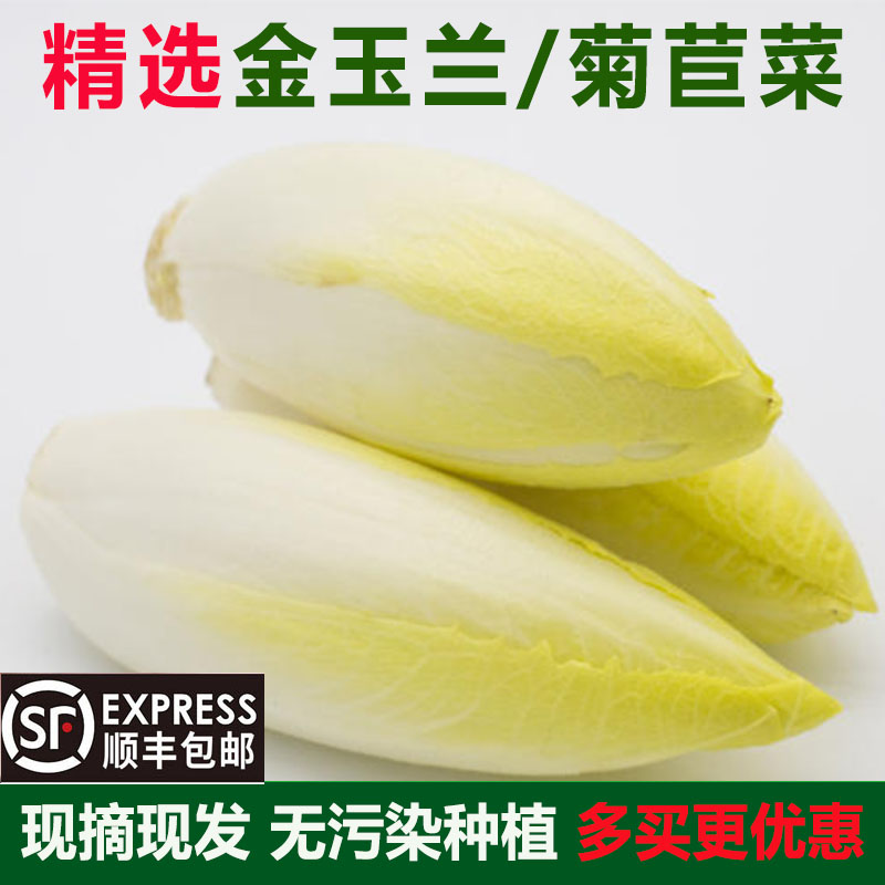 金玉兰菜芽球软化菊苣新鲜蔬菜凉菜沙拉酒店饭店生吃速食菜顺丰