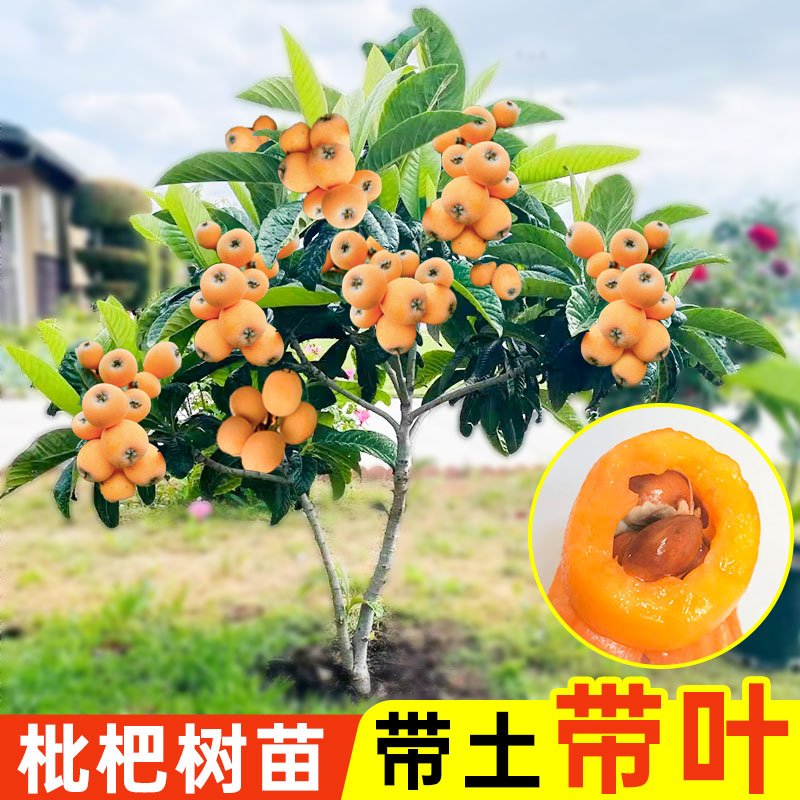 大五星枇杷苗树果苗嫁接大树早熟高产南北方种植带泥带叶盆栽纯甜