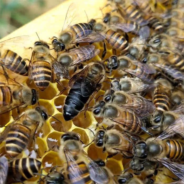 中蜂开产新王阿坝原种中蜂王种王开产卵新王中华蜜蜂群活蜂王仓蜂