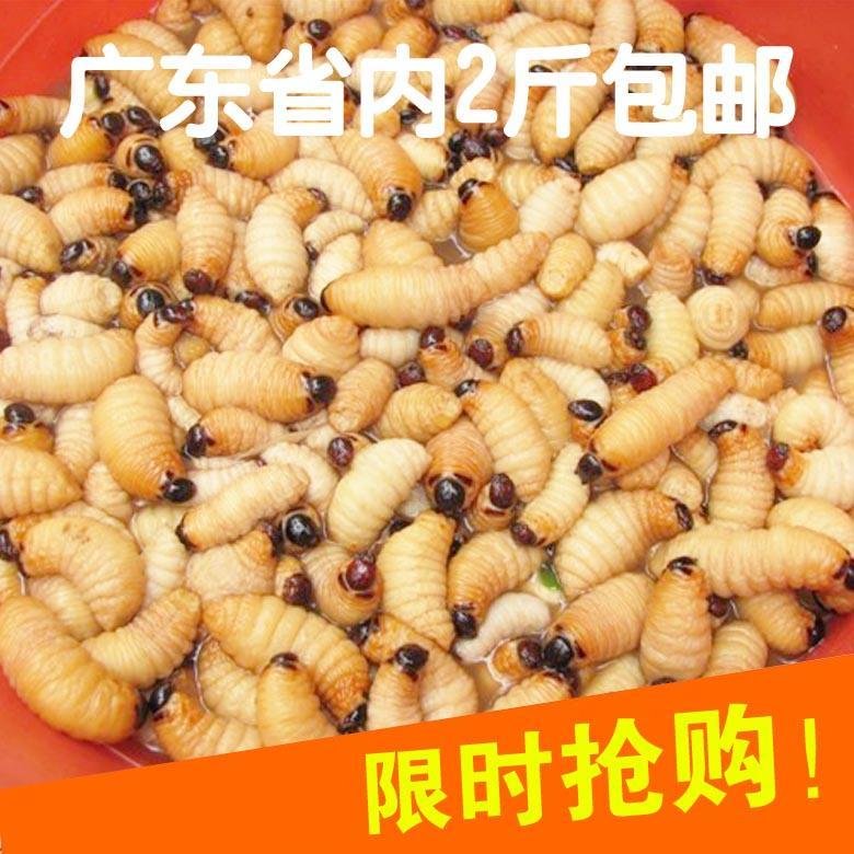 竹蛹新鲜活竹笋虫野生竹蛆笋蛆速冻竹虫笋子虫1斤包邮广宁特产