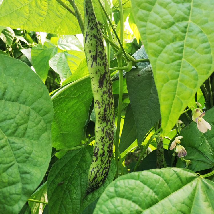 东北豆角马掌新鲜菜蔬菜农家花道比油豆角好吃特产现摘5斤包邮的宝贝