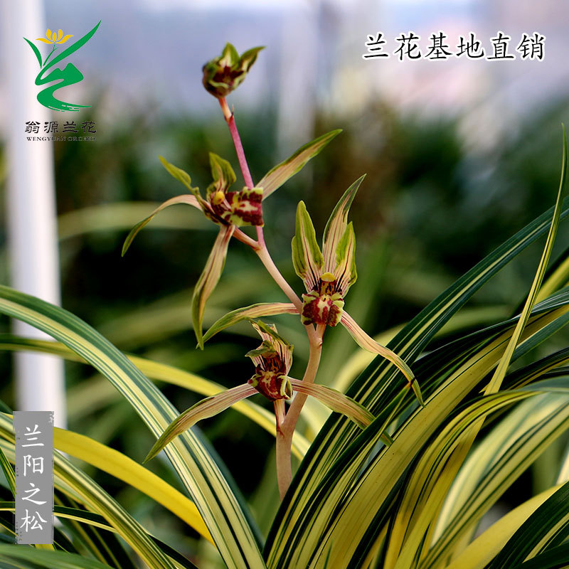 苗墨兰铭品兰阳之松中透金黄色带艺奇花送礼高端绿植盆栽
