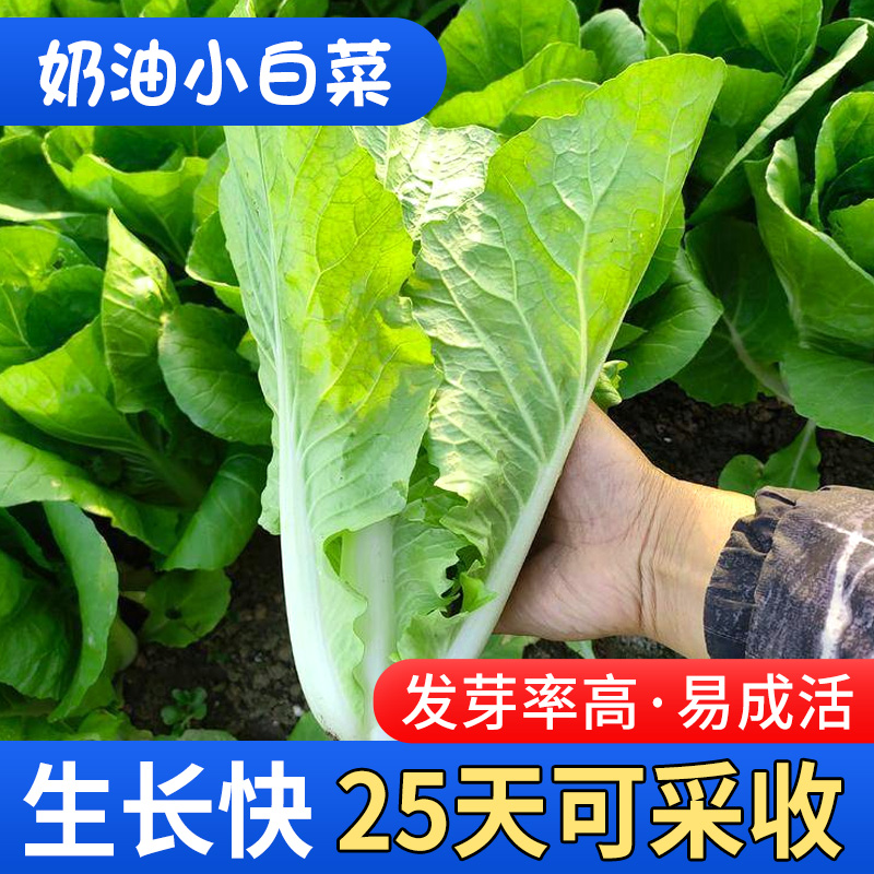 奶油快菜种子菜籽阳台蔬菜种植大全耐热青菜速生四季小白菜种孑