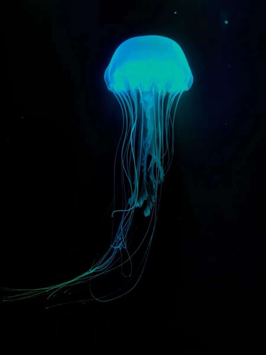 大西洋海刺水母耐高温水母18-32度都活耐活水母好养水母宠物水母