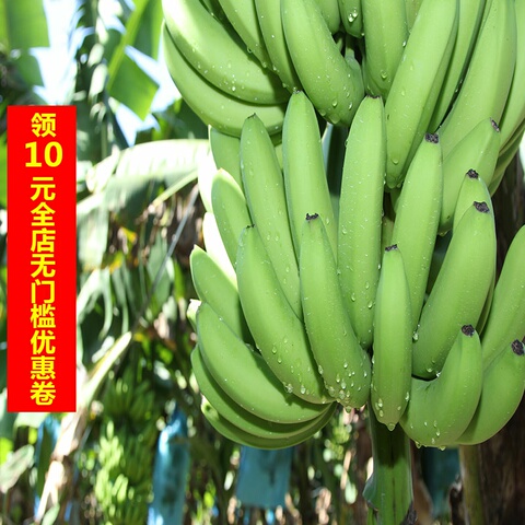 买5斤送5斤 新鲜高山甜大香蕉带箱10斤包邮 当季新鲜水果芭蕉大蕉