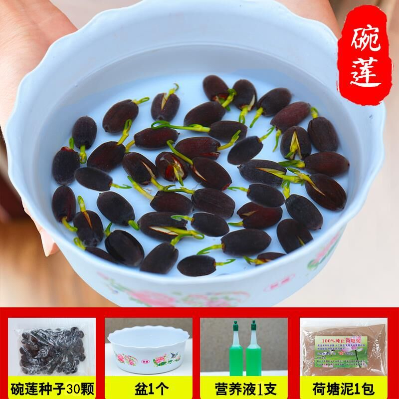 碗莲种子 小荷花大额优惠券