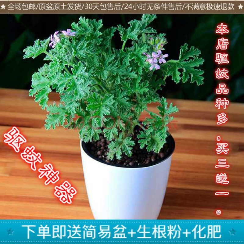 驱蚊草迷迭香薄荷盆栽神奇驱蚊香草驱除蚊子净香草不怕蚊子咬|ruв категории начало ежедневно, дегельминтизация товаров, репеллент травы - от Buy2taobao.com для оказания профессиональной услуги покупки агента Taobao
