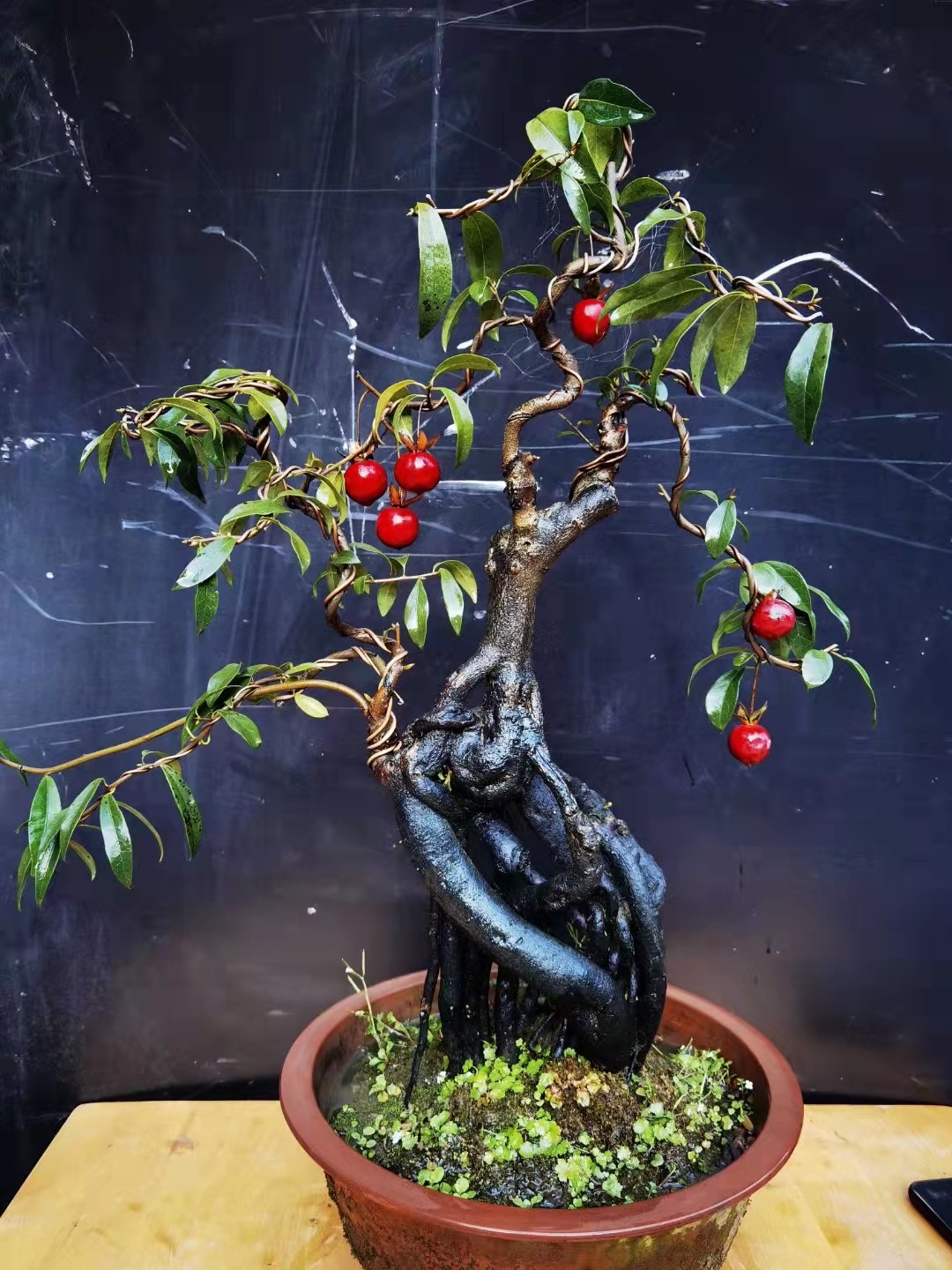 金单弹子盆栽可挂果盆景苗小叶造型母桩金蛋子母的庭院阳台可嫁接