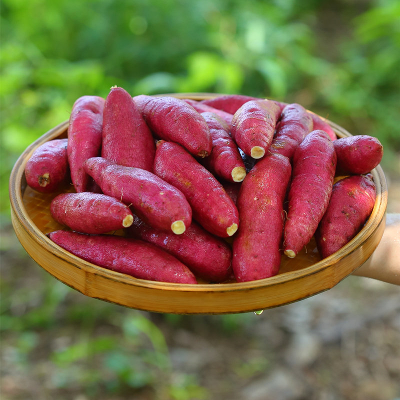高山薯新鲜现挖黄山小香薯农家种黄心小红薯板栗番薯地瓜5斤山芋